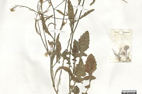 Hirschfeldia incana (L.) Lagr.-Foss. -  RO-HSepv 19008 photo