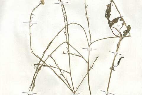 Hirschfeldia incana (L.) Lagr.-Foss. -  RO-HSepv 17936 - immagine 2
