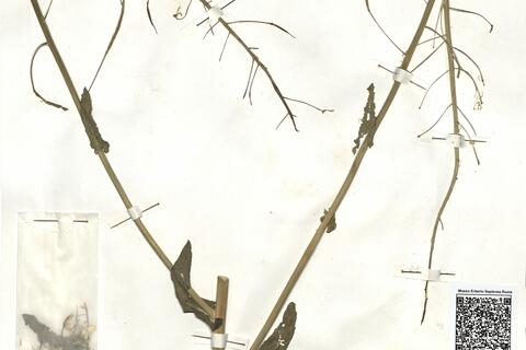 Brassica napus L. subsp. napus  -  RO-HSepv 16941 photo