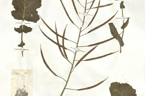 Brassica napus L. subsp. napus  -  RO-HSepv 16941 - immagine 2