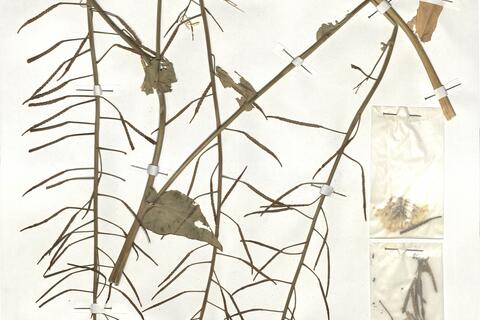 Brassica rapa L. subsp. campestris (L.) Clapham [incl. subsp. oleifera (DC.) Metzger] -  RO-HSepv 18996 photo