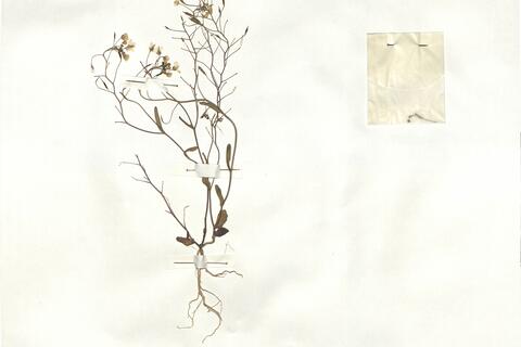 Brassica souliei (Batt.) Batt. subsp. amplexicaulis (Desf.) Greuter & Burdet -  RO-HSepv 16943 - immagine 2