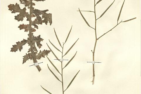 Brassica tournefortii Gouan -  RO-HSepv 13106 photo