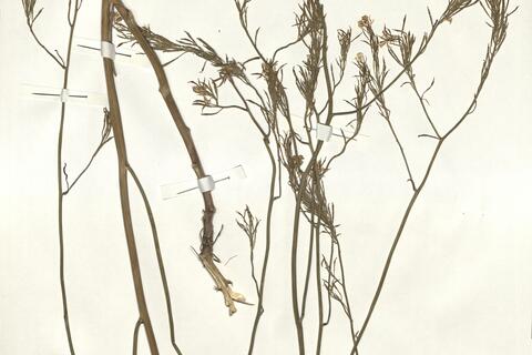 Erucastrum virgatum (J. & C. Presl) C. Presl subsp. brachycarpum (Rouy) Gómez-Campo -  RO-HSepv 15069 photo