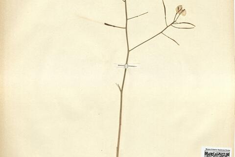 Hutera wrightii (O.E. Schulz) Gómez-Campo -  RO-HSepv 11263 photo