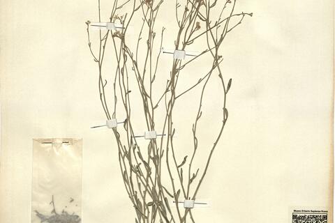 Aethionema lepidioides Huber-Morath -  RO-HSepv 12162 photo