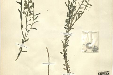 Aethionema saxatile (L.) R. Brown -  RO-HSepv 12163 photo