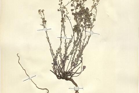 Aethionema saxatile (L.) R. Brown -  RO-HSepv 13086 photo