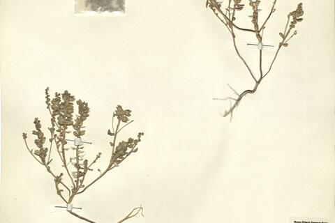 Campyloptera carnea (Banks & Sol.) Botsch. -  RO-HSepv 11252 photo