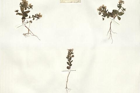 Campyloptera froedinii Rech f. -  RO-HSepv 14054 photo