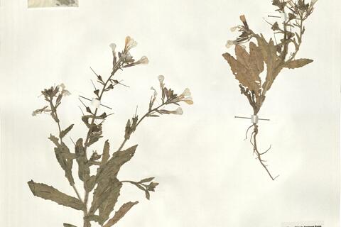 Psychine stylosa Desf. var. stylosa f. auriculata (Font Quer) Maire -  RO-HSepv 15089 photo