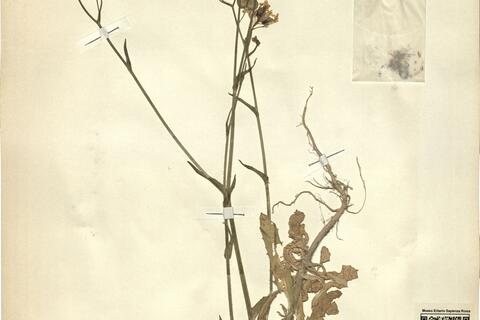 Biscutella auriculata L.  -  RO-HSepv 11246 photo