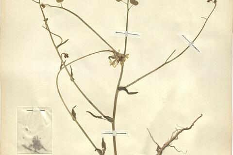 Biscutella auriculata L.  -  RO-HSepv 13101 photo