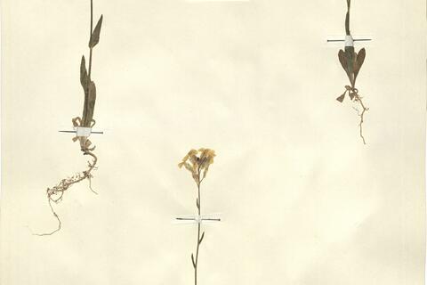 Biscutella auriculata L.  -  RO-HSepv 13102 photo