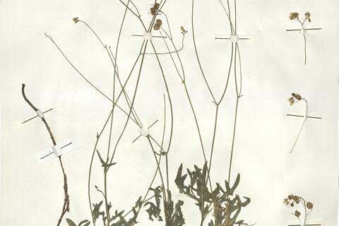 Biscutella brevicaulis Jord. -  RO-HSepv 14062 photo