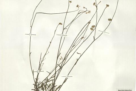 Biscutella calduchii (O. Bolós & Masclans) G. Mateo & Crespo ^ -  RO-HSepv 16036 photo