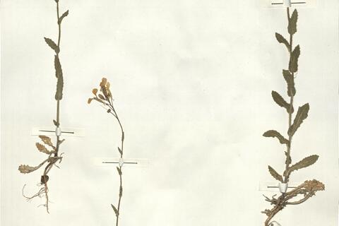 Biscutella cichoriifolia Loisel. -  RO-HSepv 15048 photo