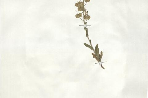 Biscutella cichoriifolia Loisel. -  RO-HSepv 18993 photo