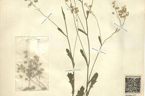 Biscutella controversa Boreau -  RO-HSepv 12171 photo