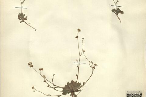 Biscutella didyma L. -  RO-HSepv 11247 photo