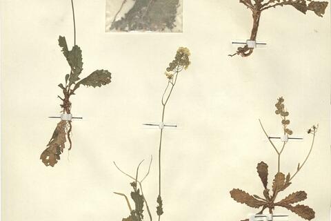 Biscutella didyma L. subsp. lyrata (L.) Nyman var. algeriensis (Jord.) Jahand. & Maire -  RO-HSepv 13103 photo