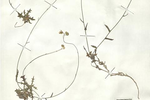 Biscutella fontqueri Guinea & Heywood ^ -  RO-HSepv 17923 photo