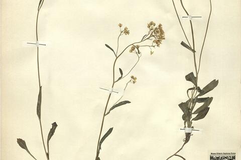 Biscutella laevigata L. -  RO-HSepv 11248 photo