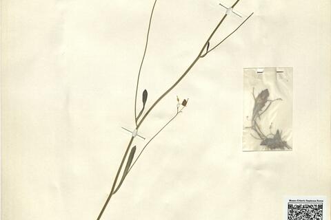 Biscutella laevigata L. -  RO-HSepv 11248 - immagine 2