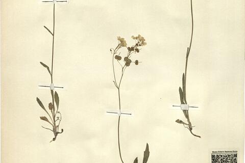 Biscutella laevigata L. subsp. laevigata -  RO-HSepv 12172 photo