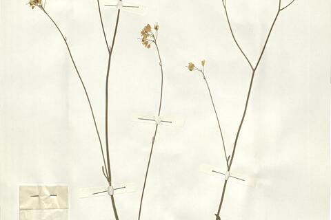 Biscutella laevigata L. subsp. laevigata -  RO-HSepv 15049 photo