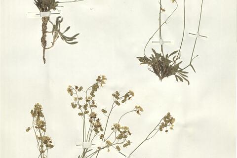 Biscutella laevigata L. subsp. laevigata -  RO-HSepv 16037 photo