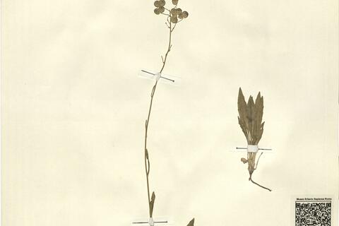 Biscutella laevigata L. subsp. lucida (DC.) Arcang. -  RO-HSepv 13104 photo