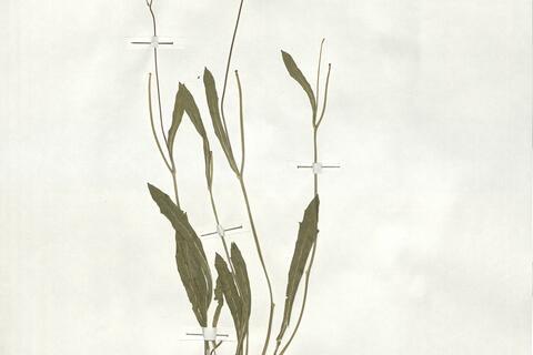 Biscutella laevigata L. subsp. ossolana Raffaelli & Baldoin -  RO-HSepv 18994 photo