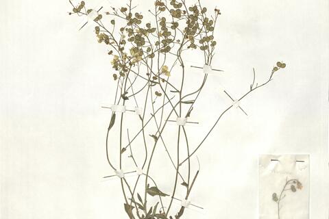 Biscutella laevigata L. subsp. tenuifolia (Bluff & Fingerh.) Mach.-Laur. -  RO-HSepv 16939 photo