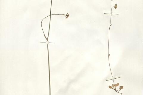 Biscutella lyrata L. -  RO-HSepv 14063 photo