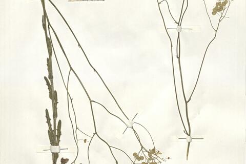 Biscutella mediterranea Jord. -  RO-HSepv 14064 photo