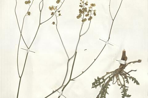 Biscutella mediterranea Jord. -  RO-HSepv 15050 photo