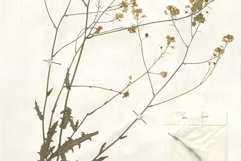 Biscutella mediterranea Jord. -  RO-HSepv 16038 photo