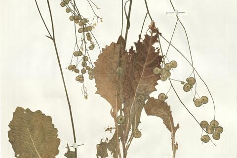 Biscutella raphanifolia Poir. var. raphanifolia -  RO-HSepv 16039 - immagine 2