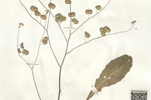 Biscutella raphanifolia Poir. var. raphanifolia -  RO-HSepv 16039 photo