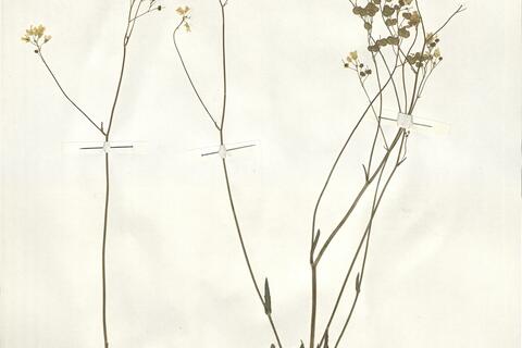 Biscutella scaposa Senn. ex Mach.-Laur. -  RO-HSepv 15051 photo