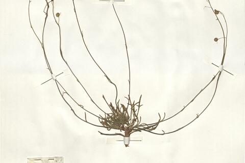 Biscutella valentina (L.) Heywood -  RO-HSepv 15052 photo