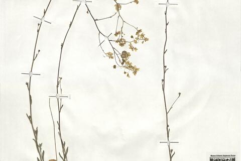 Biscutella valentina (Loefl. ex L.) Heywood subsp. valentina -  RO-HSepv 18995 photo