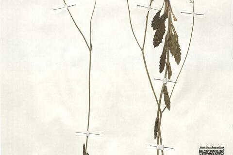 Biscutella variegata Boiss. & Reut. -  RO-HSepv 17924 photo