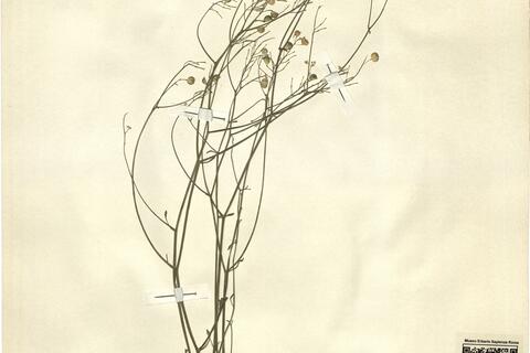 Heldreichia rotundifolia Boiss. -  RO-HSepv 12192 photo