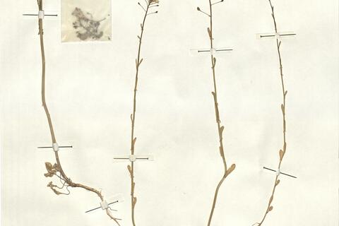 Thlaspi alliaceum L. -  RO-HSepv 13146 photo