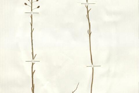 Thlaspi alliaceum L. - RO-HSepv 14101 photo