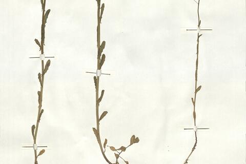 Thlaspi alliaceum L. -  RO-HSepv 16966 - immagine 2