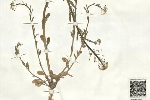 Thlaspi alliaceum L. -  RO-HSepv 16966 photo