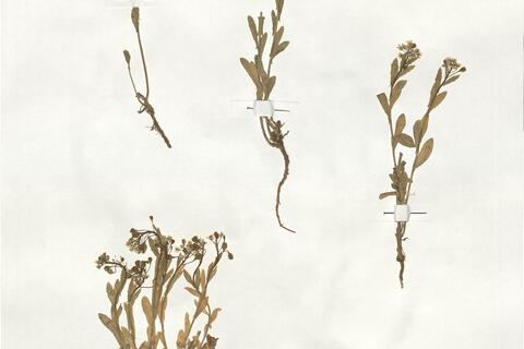 Thlaspi arvense L. -  RO-HSepv 19025 photo